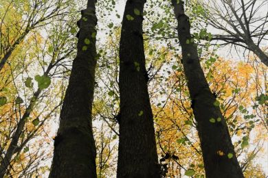 Anke Lerch: Herbstbäume Margaeth